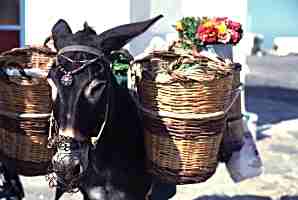 The donkey of flower sale